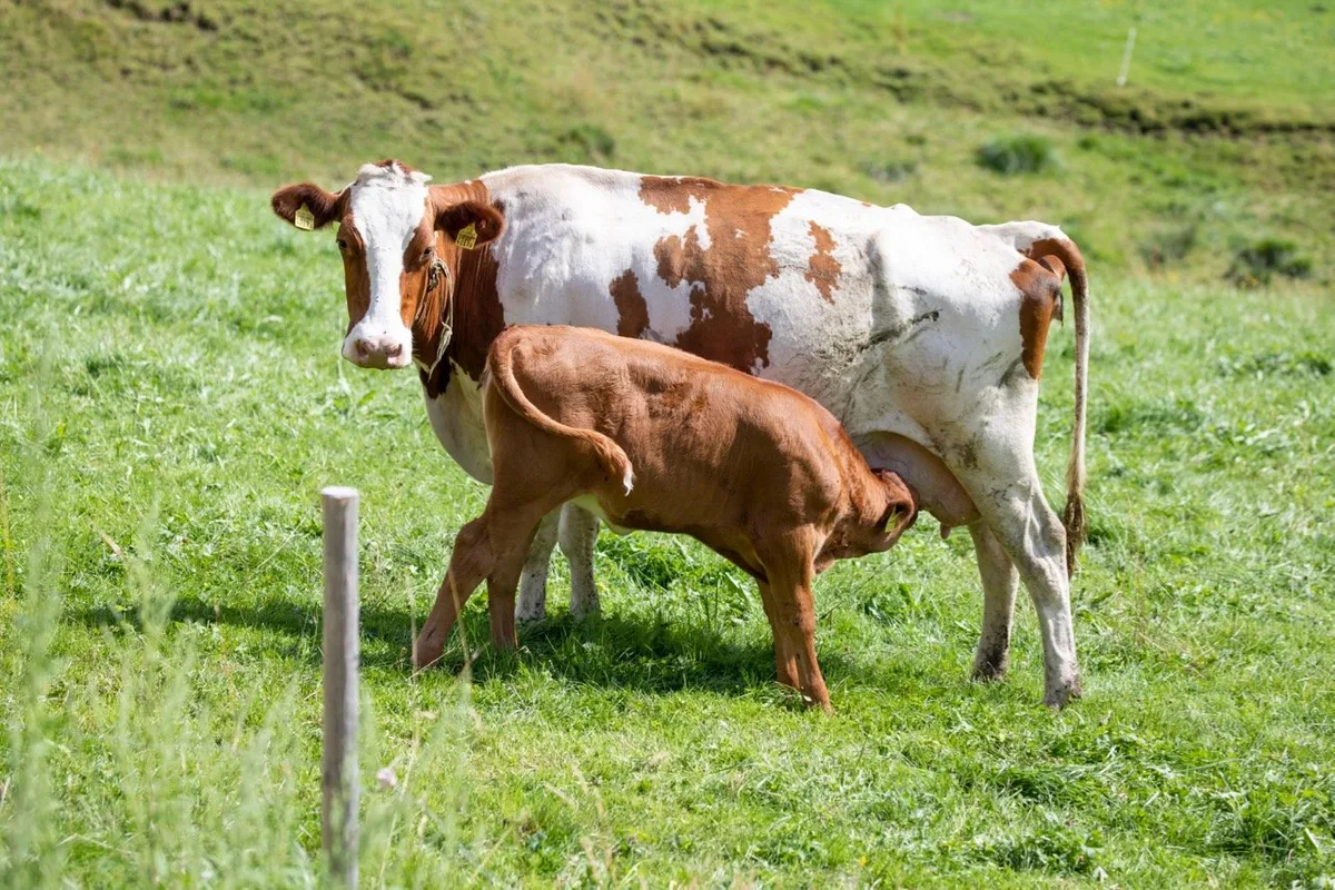 Die Muttertiere werden abends kontrolliert und bei Bedarf ausgemolken. Bild: Gian Vaitl