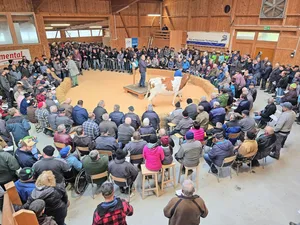 Obwohl im Dezember der Handel traditionell nicht wahnsinnig gut läuft, war die Auktion in Schüpbach am 5. Dezember sehr gut besucht. Von 105 aufgeführten Tieren fanden 94 % im Ring einen Käufer.