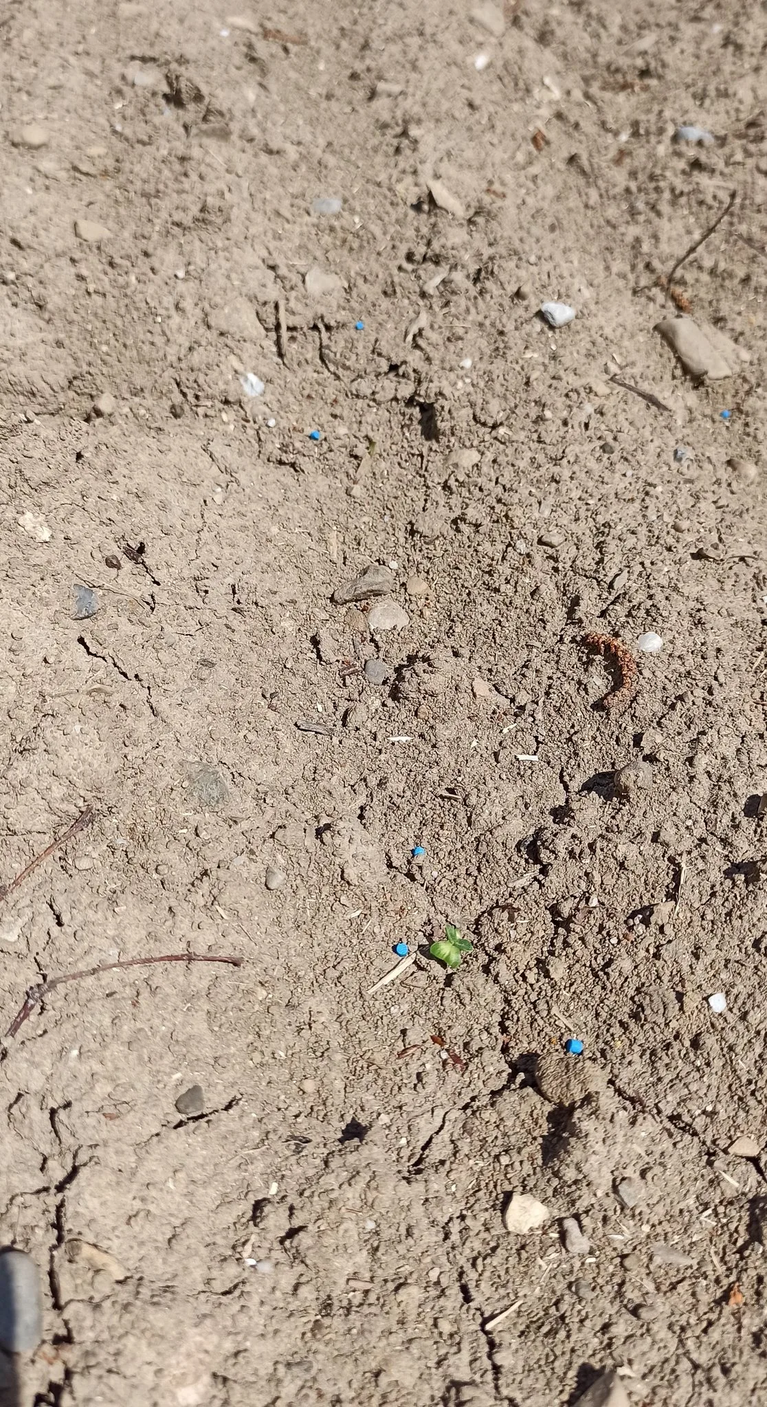 Die Krähen machen Probleme auf den Feldern