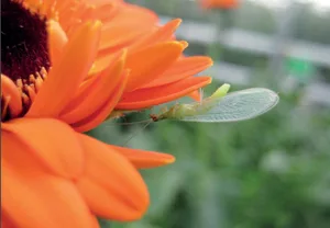 Der Leitfaden beschreibt die Voraussetzungen und Methoden für einen erfolgreichen biologischen Pflanzenschutz im Zierpflanzenbau. (Bild FiBL)