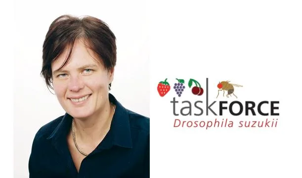 a531af8dcf375bb63b6a35ccc6461020a2535d58 Dominique Mazzi ist die wissenschaftliche Projektleiterin der 2015 ge-gründeten Task Force Drosophila suzukii bei Agroscope. (Fotomontage jsc, Bild zVg)