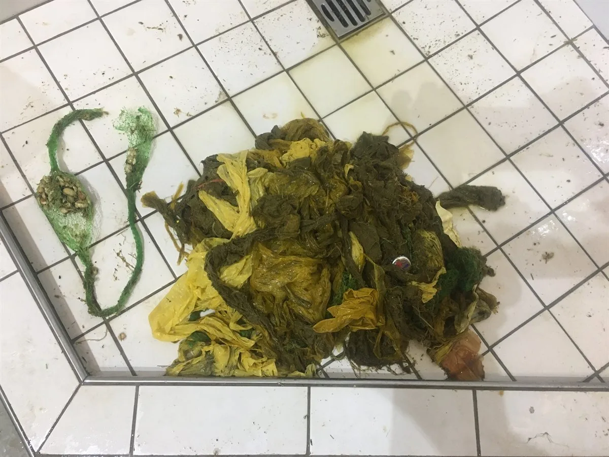 2411579330dce829245f2b6ae717038643294550 Das Plastik füllte den Magen des Hirsches und das Tier magerte ab. (Bilder zVg)