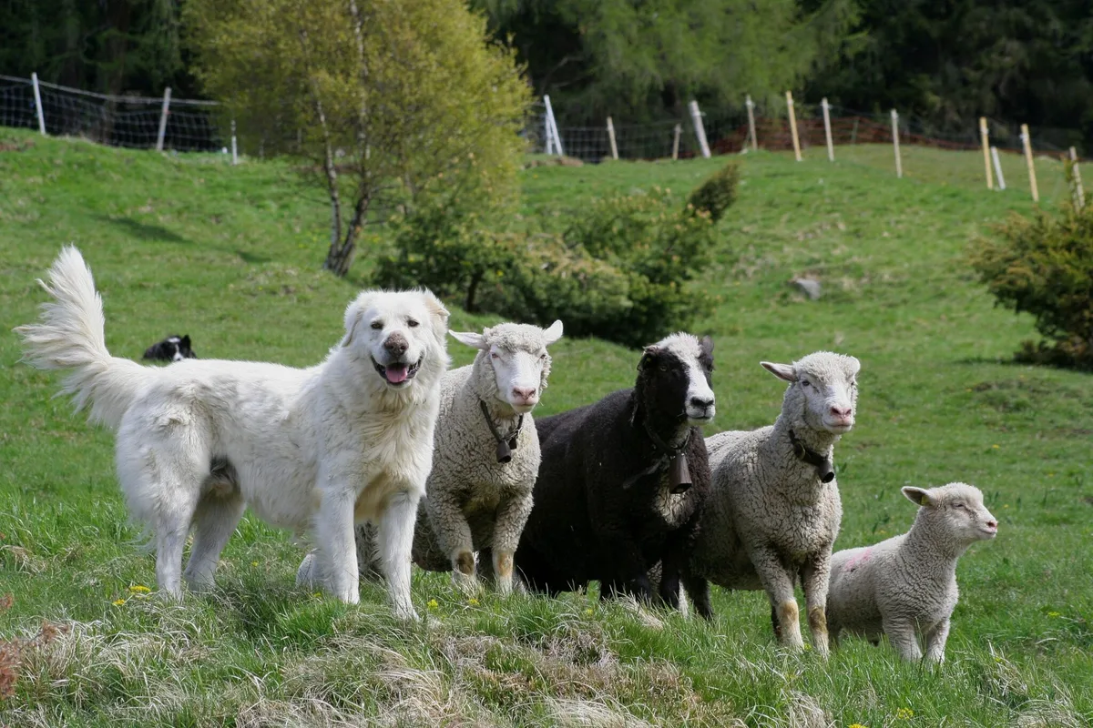 e0a13bf31aca1e808870faf68cd104a5717947b8 Der Herdenschutz soll ausgebaut werden, damit die Tiere besser vor den Grossraubtieren geschützt sind. (Bild David Gerke)