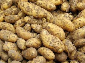 Bie der Ernte sollte auf eine genügende Schalenfestigkeit geachtet werden, empfiehlt Swisspatat. (Bild Pixabay)