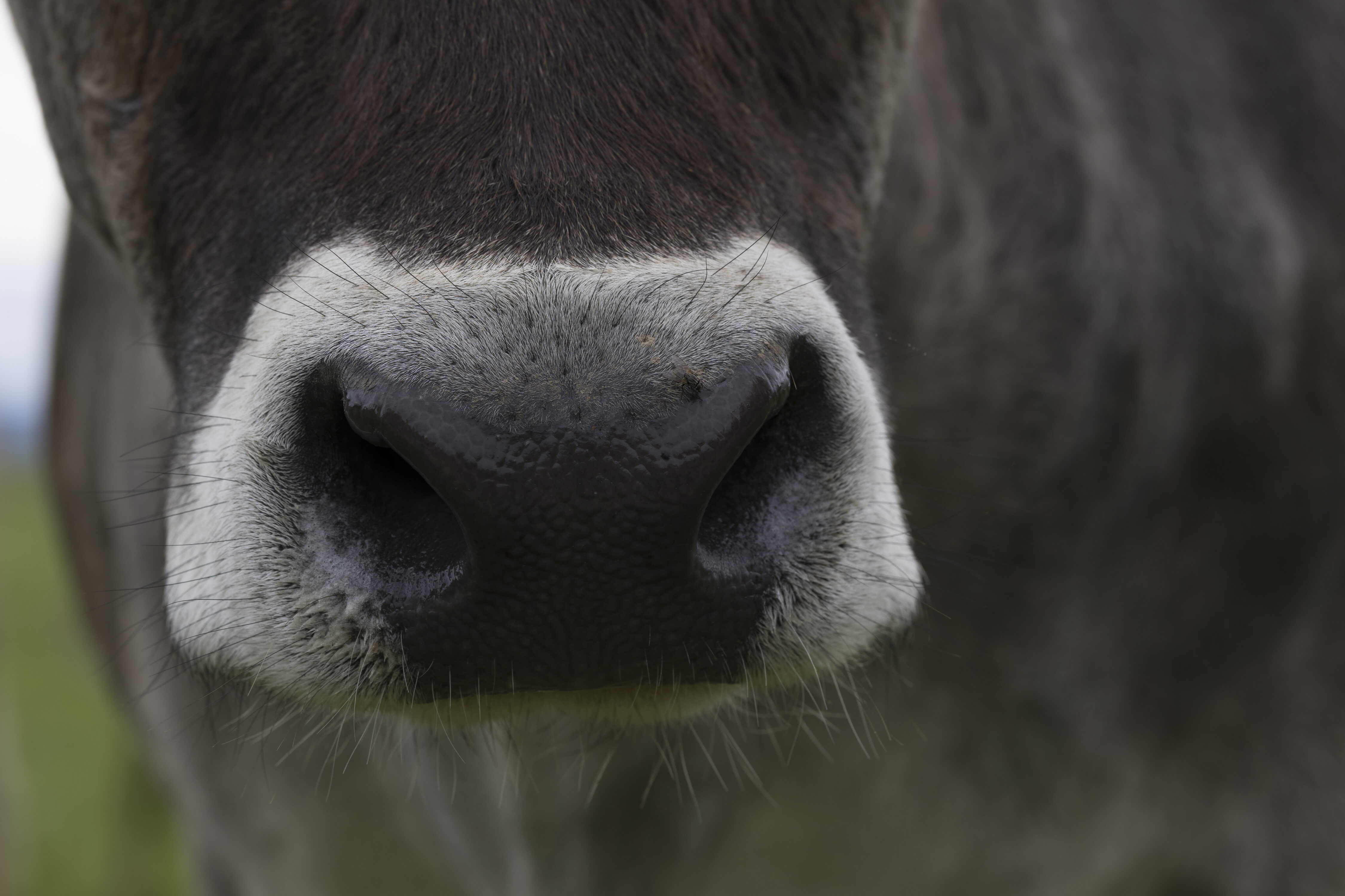Auf Churer Alpen dürfen nur Tiere weiden, die gegen die Blauzungenkrankheit geimpft sind. Ob das rechtens ist, entscheidet nun das Bundesgericht.