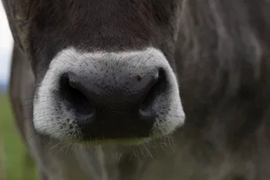Auf Churer Alpen dürfen nur Tiere weiden, die gegen die Blauzungenkrankheit geimpft sind. Ob das rechtens ist, entscheidet nun das Bundesgericht.