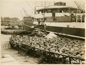Lebenstransporte von Schafen von Australien aus haben eine lange Tradition. Wegen des Verstosses gegen die Auflagen an einigen Schiffen, sah sich die Regierung zum Handeln aufgefordert. (Bild Schaftransport Australien, 20. Jahrhundert, Sam Hood, Wikimedia)