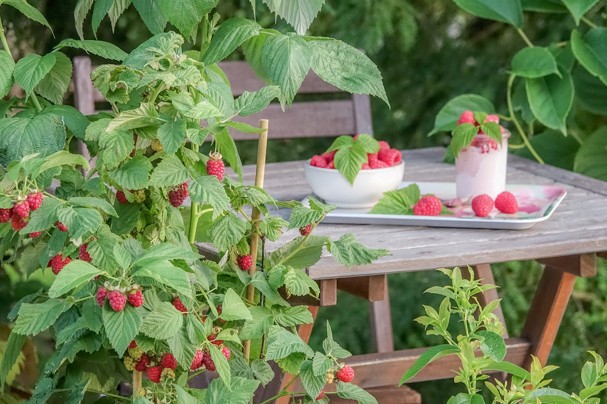 Himbeeren: Süsse Versuchung für jede Gartengrösse - und sogar für den Topf