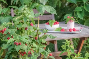 Himbeeren sind nicht schwierig zu kultivieren, wenn man einige Dinge beachtet.