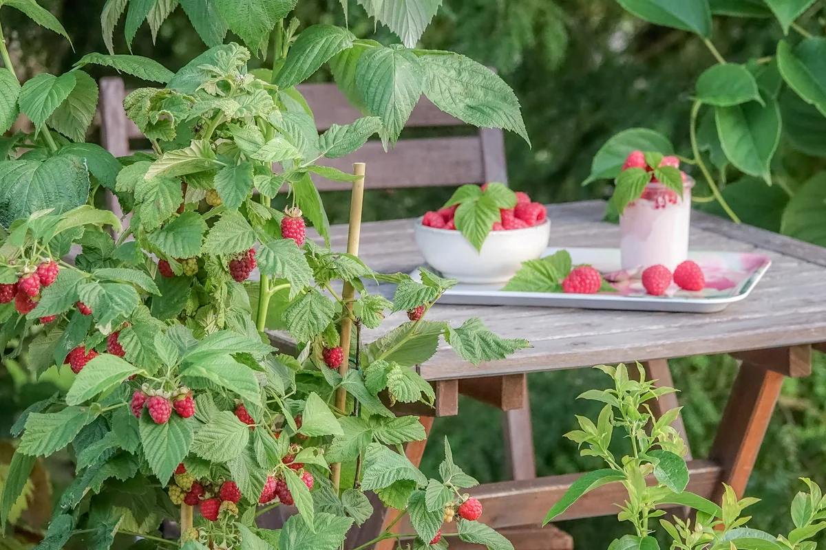 01_Himbeerentraum_DSC04255 Himbeeren: Süsse Versuchung für jede Gartengrösse - und sogar für den Topf
