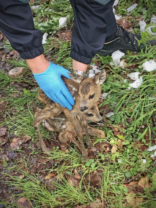 Die Polizei hob die beiden Tiere auf und legte sie oberhalb der Böschung hin. (Bilder Kantonspolizei St.Gallen)