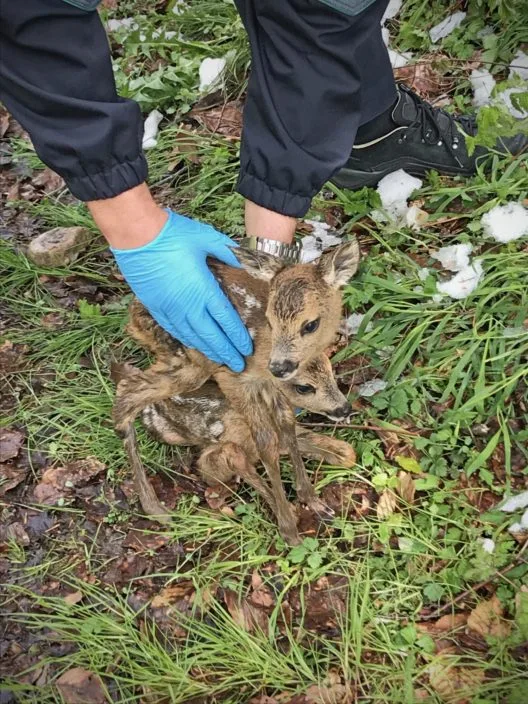 d9f7b27e3beefee951225ee972829b4954ecbe33 Die Polizei hob die beiden Tiere auf und legte sie oberhalb der Böschung hin. (Bilder Kantonspolizei St.Gallen)