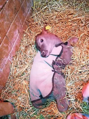Kalb mit sogenanntem Sternegucken.