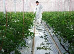 Im Rahmen eines Monitorings werden in allen Schweizer Tomatengewächshäusern regelmässig Proben genommen, um einen Befall mit dem Jordan-Virus frühzeitig zu erkennen.