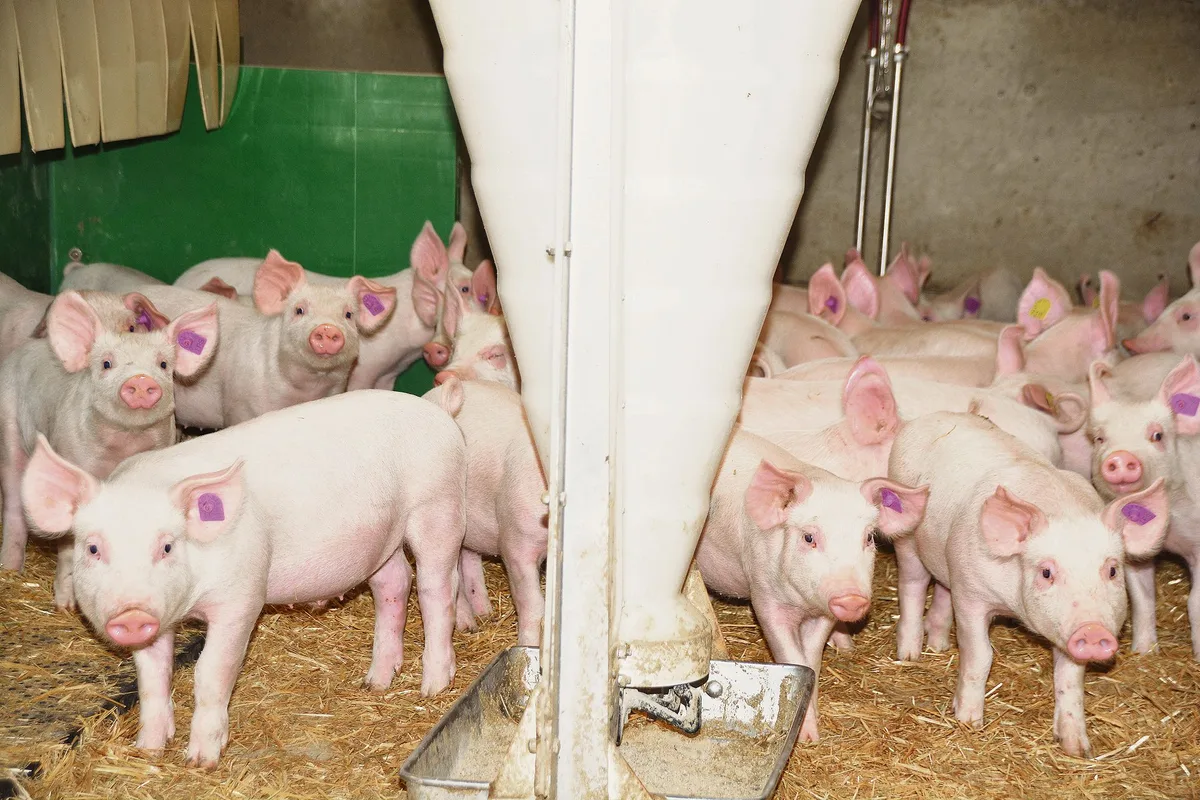 4f903f8dc083feb2773e8315dfc36daa6bbd01c2 Blick in einen Aufzuchtstall im Bernbiet: Tierwohl, Fleischqualität und die Tiergesundheit sind die Trümpfe der Schweizer Schweinehaltung. Letzteres wird nun in der Vermarktung wichtig. (Bild Armin Emmenegger)