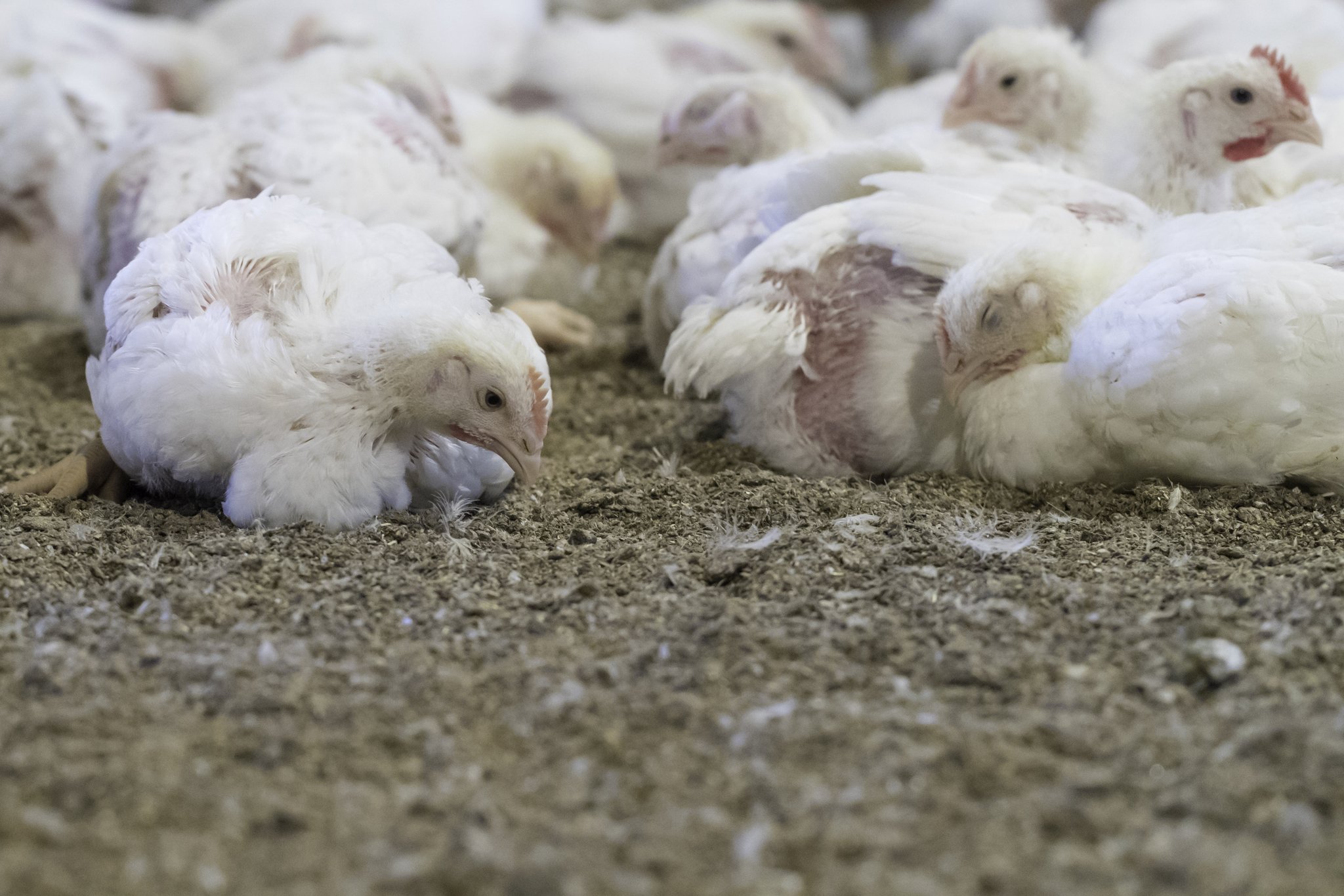 «Aktuell findet jedes Schweizer Poulet einen Käufer»