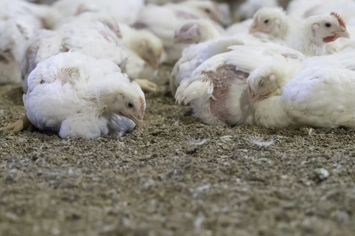 poulet_peter_roethlisberger «Aktuell findet jedes Schweizer Poulet einen Käufer»