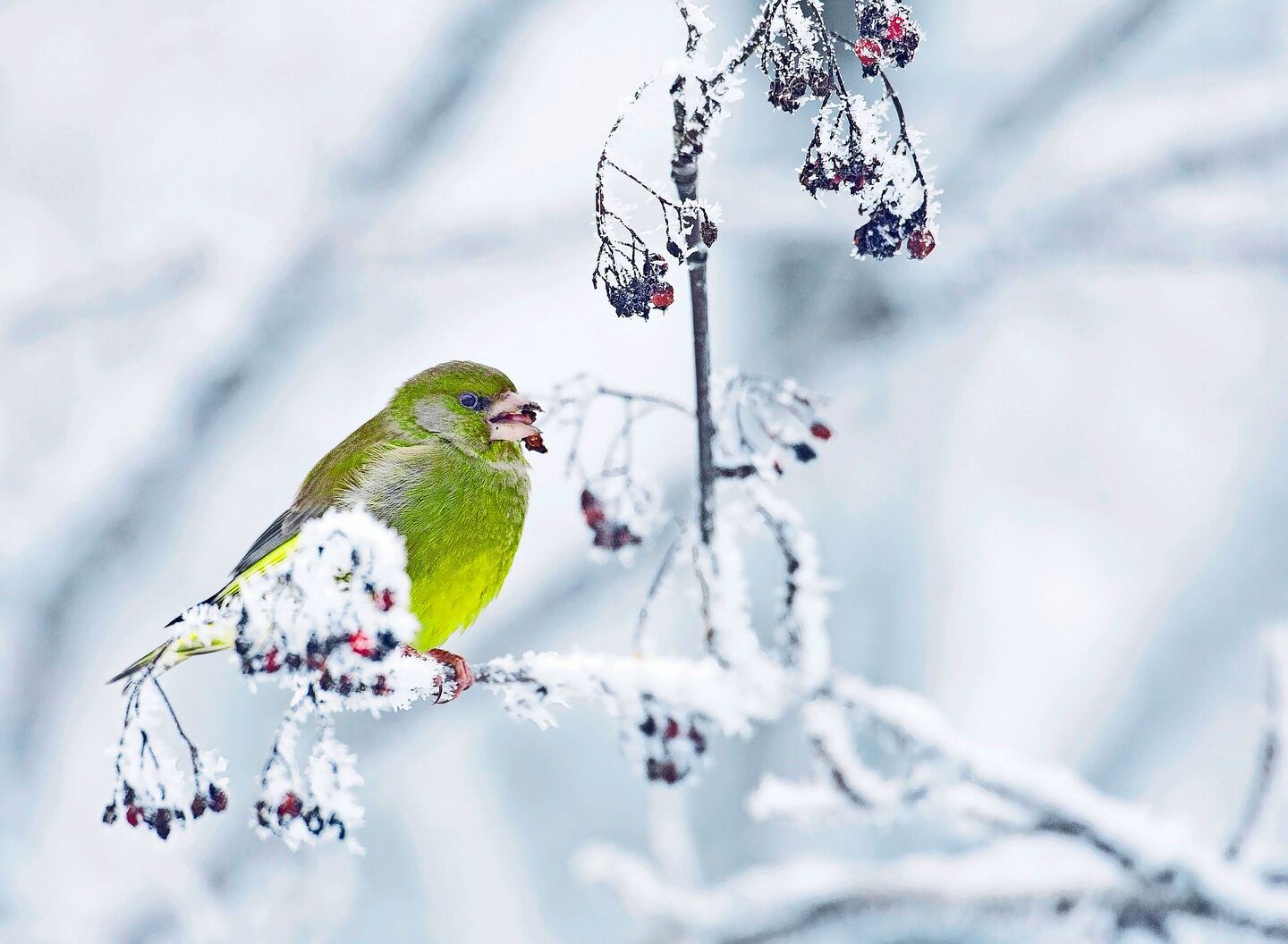 Einheimische Beerensträucher und Wildstauden bieten überwinternden Kleinvögeln wie diesem Grünfink Nahrung.