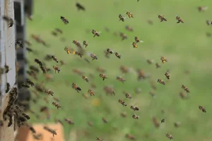 Weder Zürcher Stadtimker noch Apisuisse konnten einen Einfluss von Mobilfunk-Antennen auf Bienen feststellen.