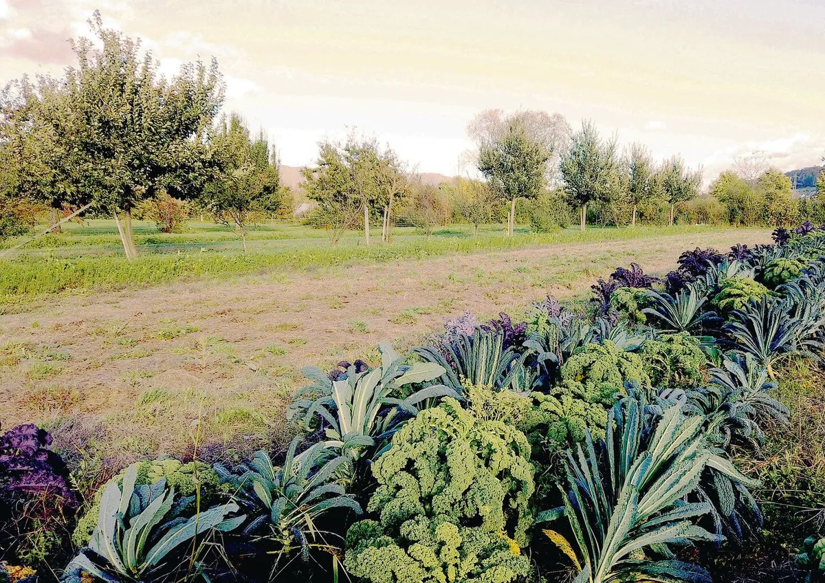 Aargau lanciert einen Förderpreis für Agroforst