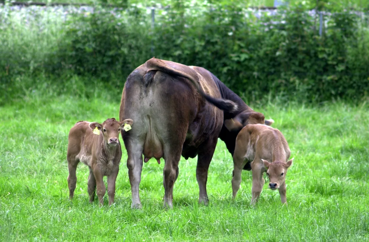 mutterkuh_agroscope Diese Strategien machen die Mutterkuhhaltung wirtschaftlicher