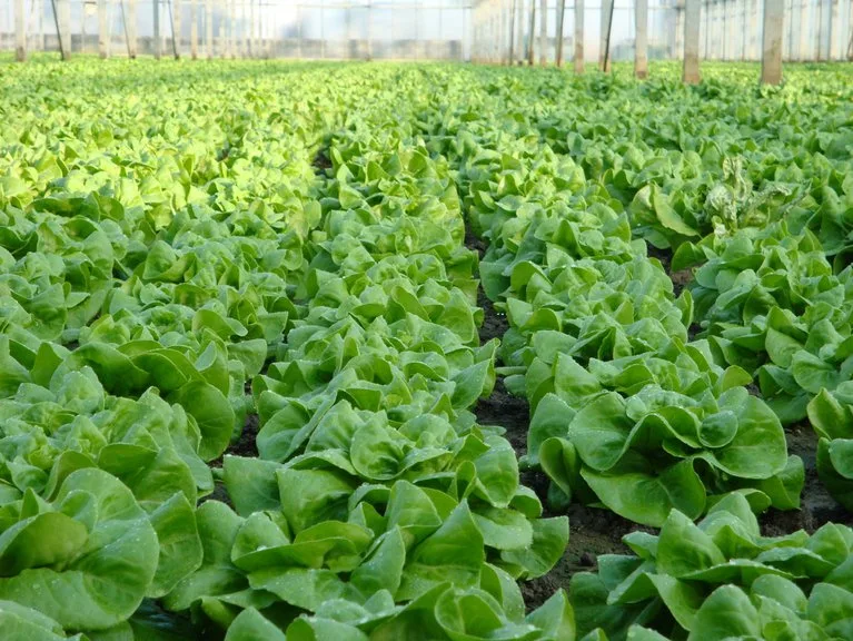 869ca40299ac70582f93eb727946daeb7cc6cabc Gesund und beliebt: Kopfsalat. (Bild lid)