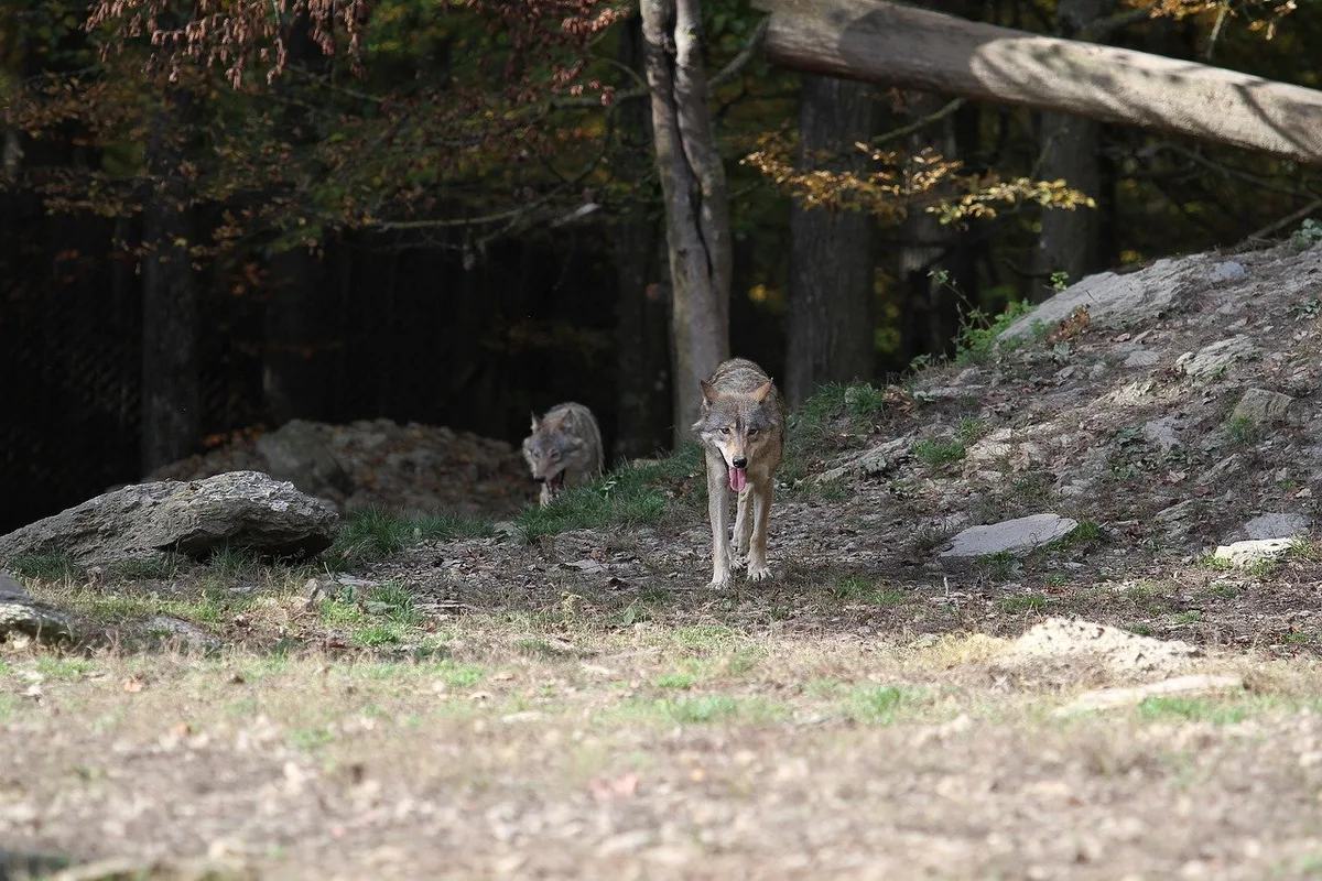 Für die bäuerlichen Vertreter ging es beim Jagdgesetz vor allem um den Wolf, das Nein-Komitee argumentierte schwerpunktmässig mit dem Artenschutz. (Bild Pixabay)