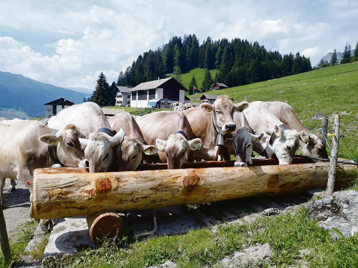 895b08b6db77945967e0a83d0b064fa4572cb985 Die Grünlandherde des Plantahofs verbringt den Sommer auf der Alp Parpan (Bild Plantahof).