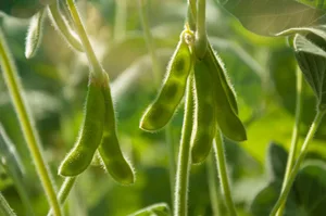 Soja zu Futterzwecken verursacht im Import immer weniger CO2-Emissionen.