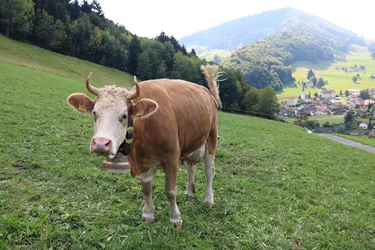 Die Hörner sind wirksame Waffen gegen Feinde und Artgenossen. Sie seien diese das wichtigste Kommunikationsmittel innerhalb der Herde. (Bild Benildis Bentolila)