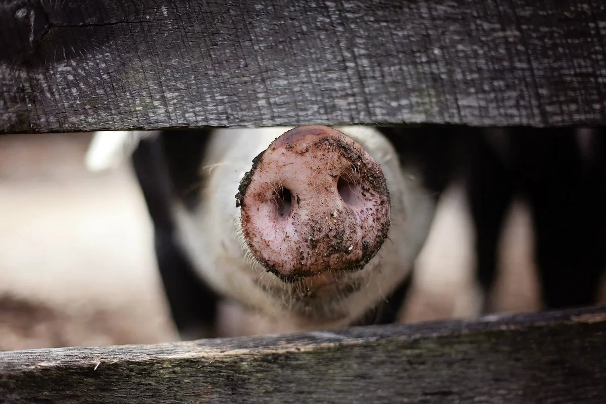 schweinenase ASP-Ausbruch in Baden-Württemberg