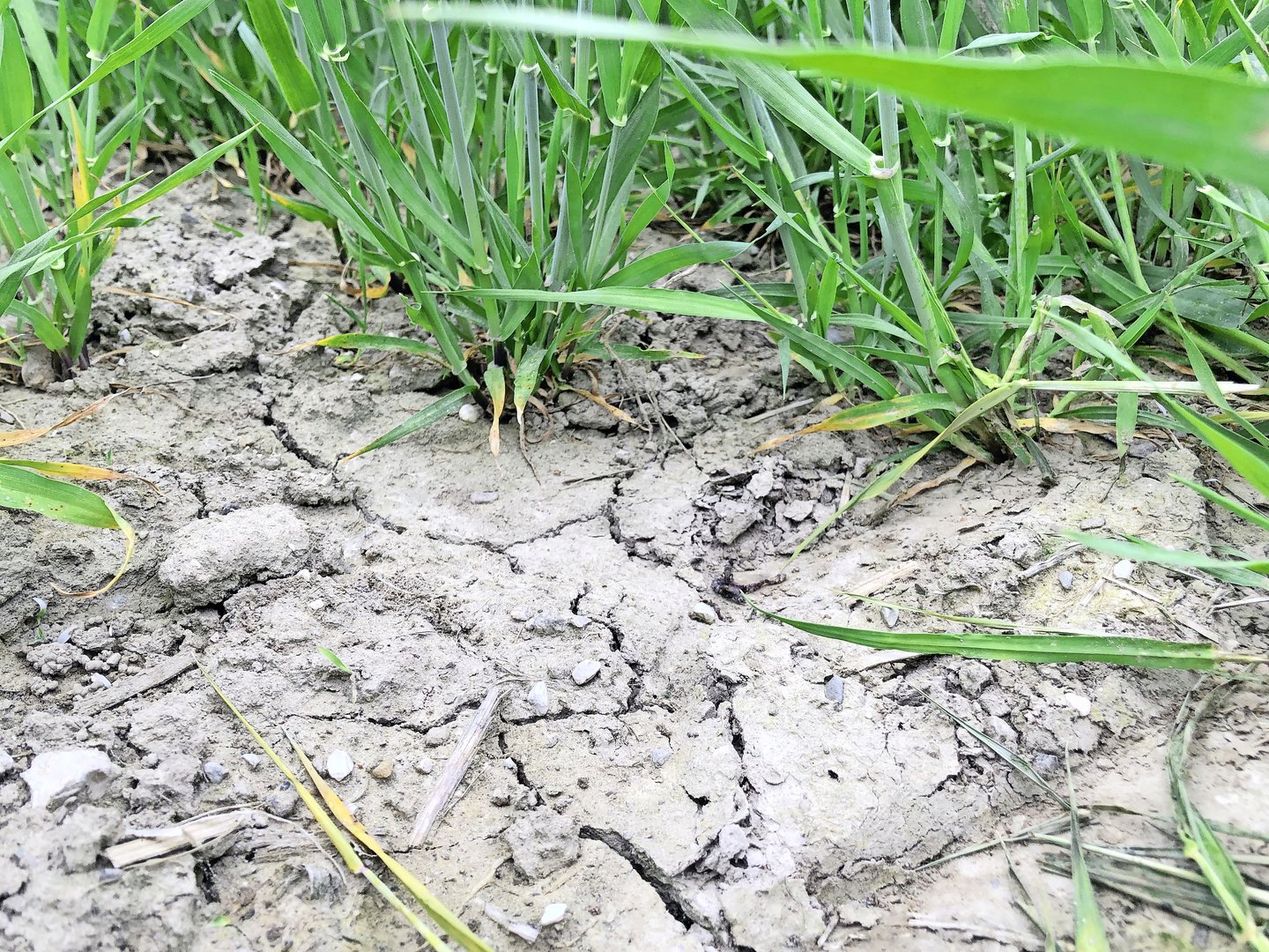 Trockener April 2026: Es ist trocken, aber (noch) nicht prekär