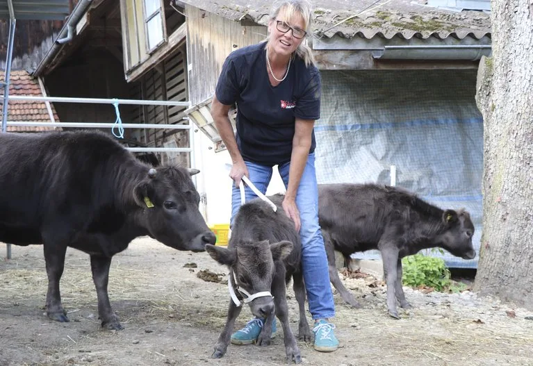 c24eb9e2fe018c166c2a4648ce4f9757cb80b2ea Nicht ganz einfach, das kleine Stierkälbchen Lars in Position zu bringen, doch Sandra Henzer nimmt’s gelassen. (Bilder lid/as)