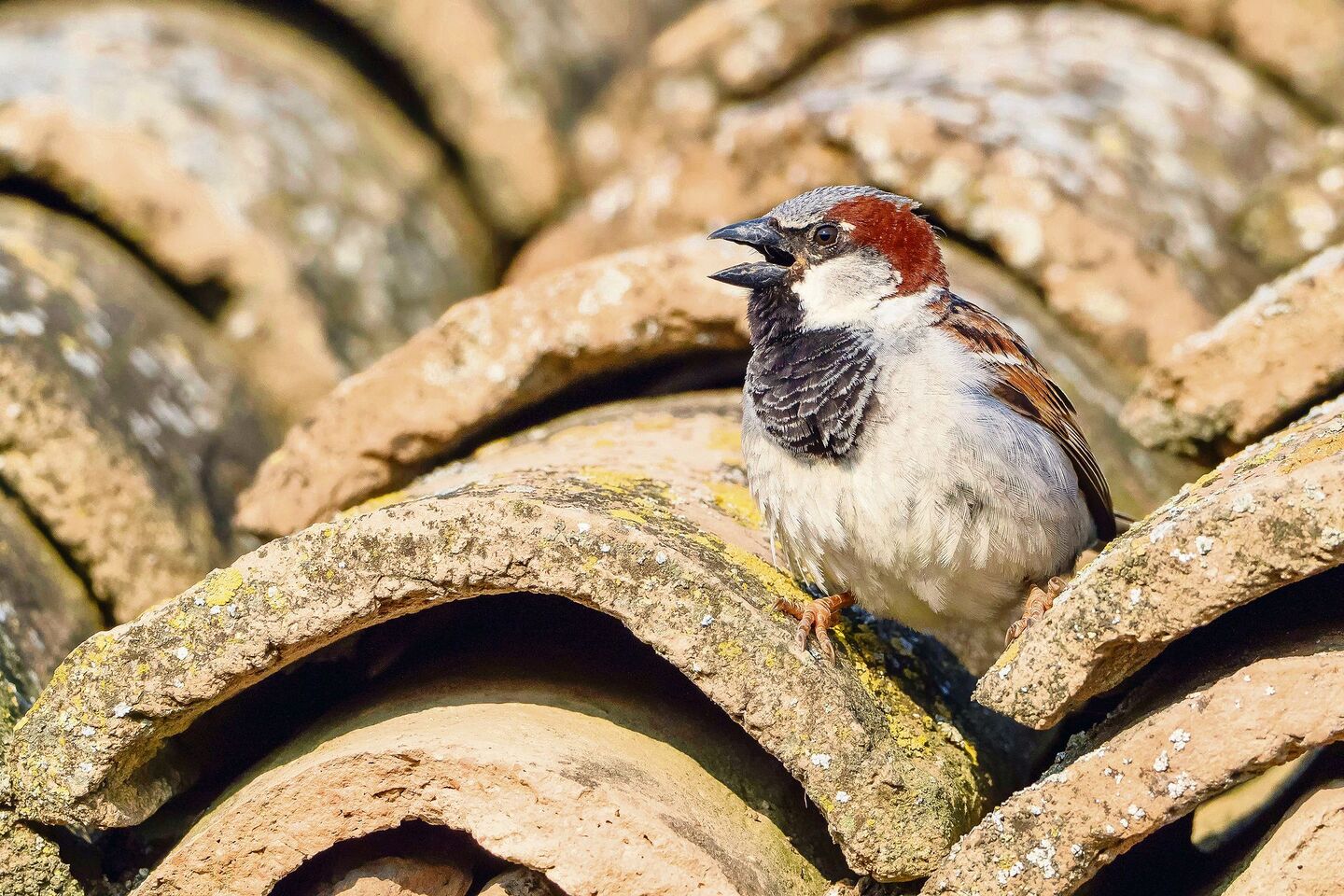 Der Haussperling ist ein Höhlenbrüter. Passende Nistmöglichkeiten findet er zum Beispiel unter den Ziegeln eines alten Dachs. Soll es saniert werden, ist zu beachten: Das Nest steht unter Schutz.