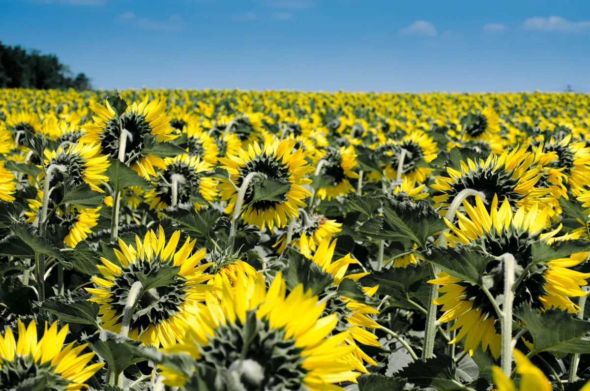 sunflower-175821 Sonnenblumen unter Konkurrenzdruck – aber nicht im Bio-Anbau