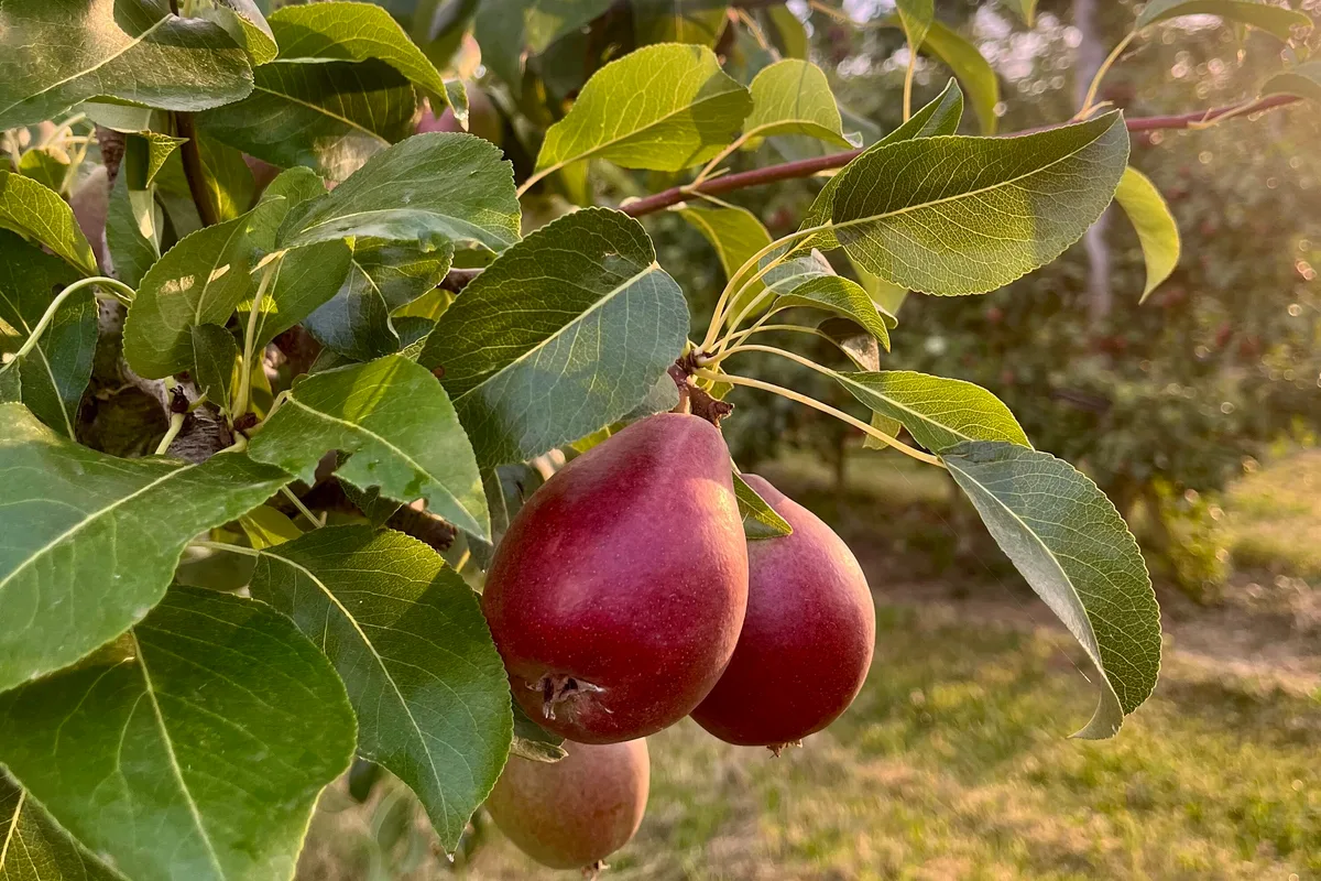 IMG_2733.jpeg PFAS sind in allen Lebensmittelkategorien nachweisbar. Bei Obst und Beeren steht die Regulierung jedoch vor besonderen Herausforderungen.