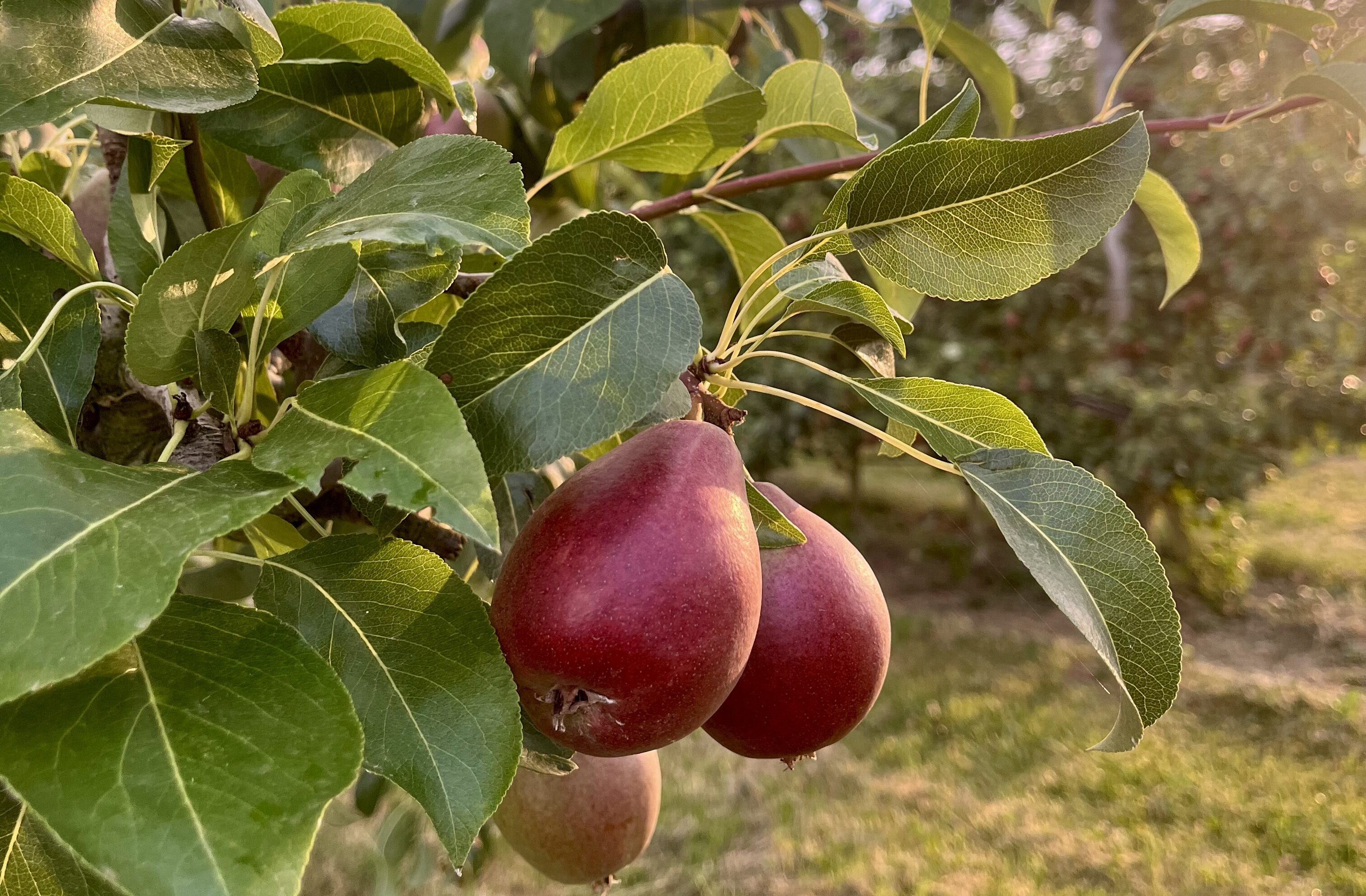 IMG_2733.jpeg Auch Obst und Beeren sind belastet. Die Regulierung steht hier jedoch vor besonderen Herausforderungen.