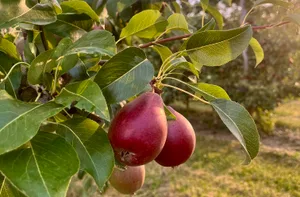 Auch Obst und Beeren sind belastet. Die Regulierung steht hier jedoch vor besonderen Herausforderungen.