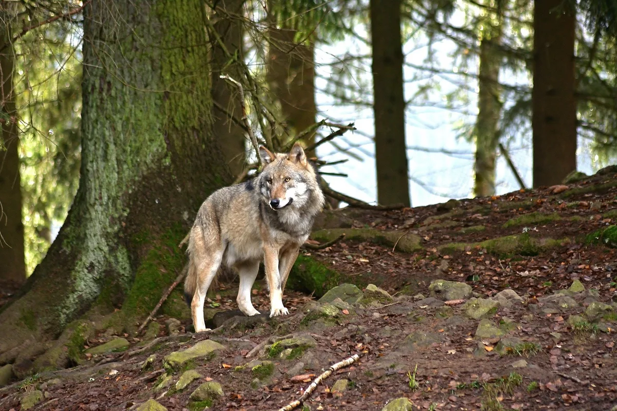 wolf-wald Umweltkommission will Ausbreitung des Wolfes rasch kontrollieren