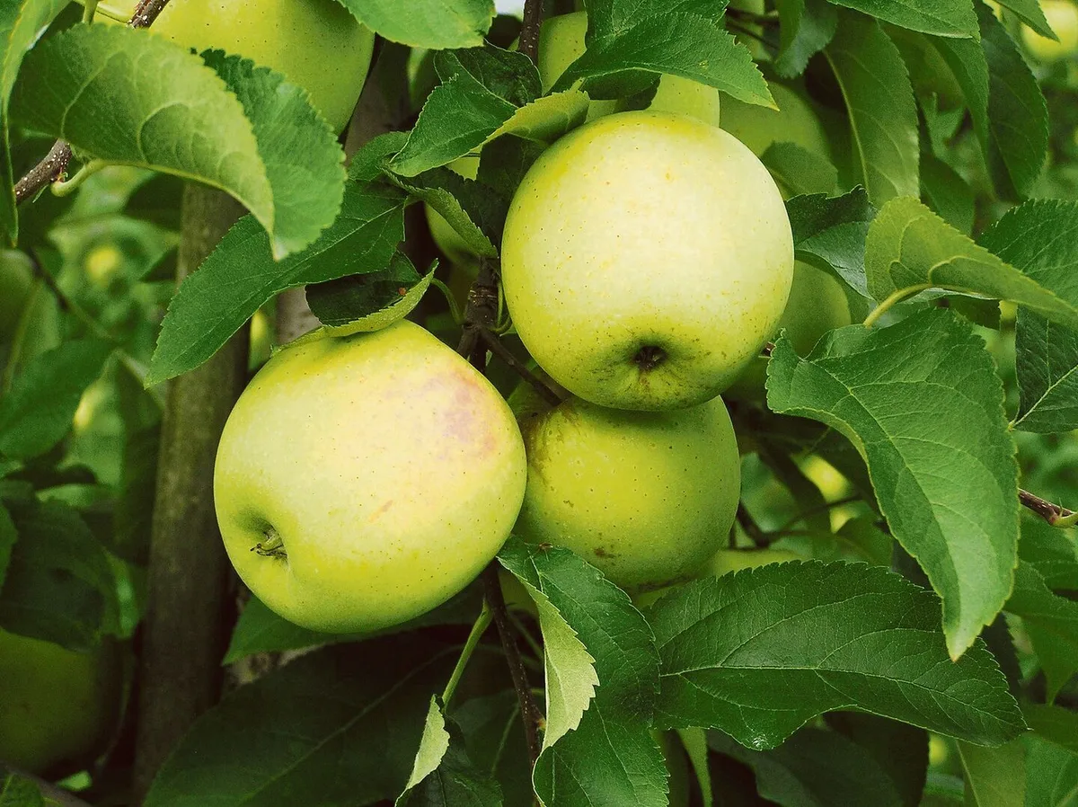 2b3b76b024a951a77ac2fe4b5a1c49606a296cb197da164e83a5043210f11ad2 Golden Delicious ist genetisch ein gelbschaliger Apfel, der an den sonnenexponierten Stellen leicht rote Bäckchen entwickeln kann.