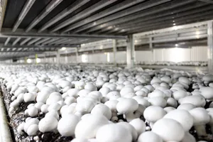 Mit dem Ausbau ihrer Produktionskapazitäten will die Wauwiler Champignons AG die Belieferung des Inlandmarktes sichern.