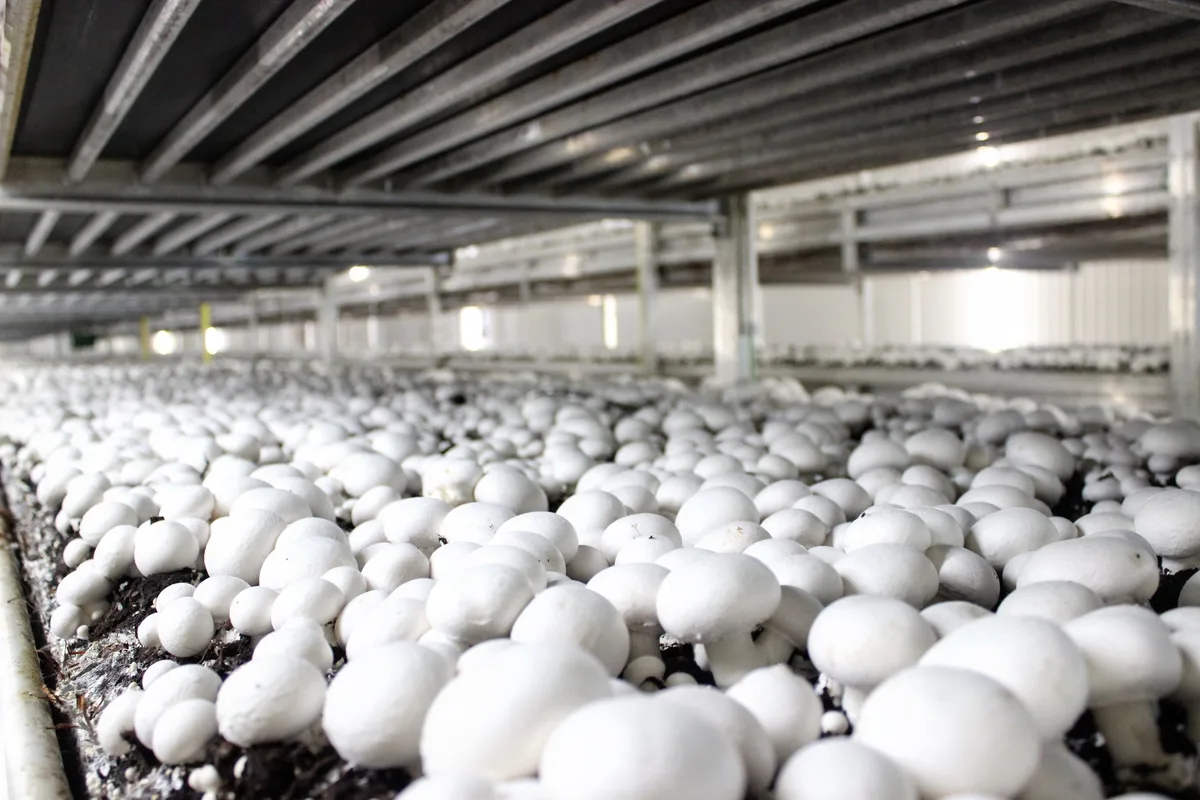 Einblick_in_die_Pilzproduktion Wauwiler Champignons AG übernimmt Produktionsstandort im Aargau