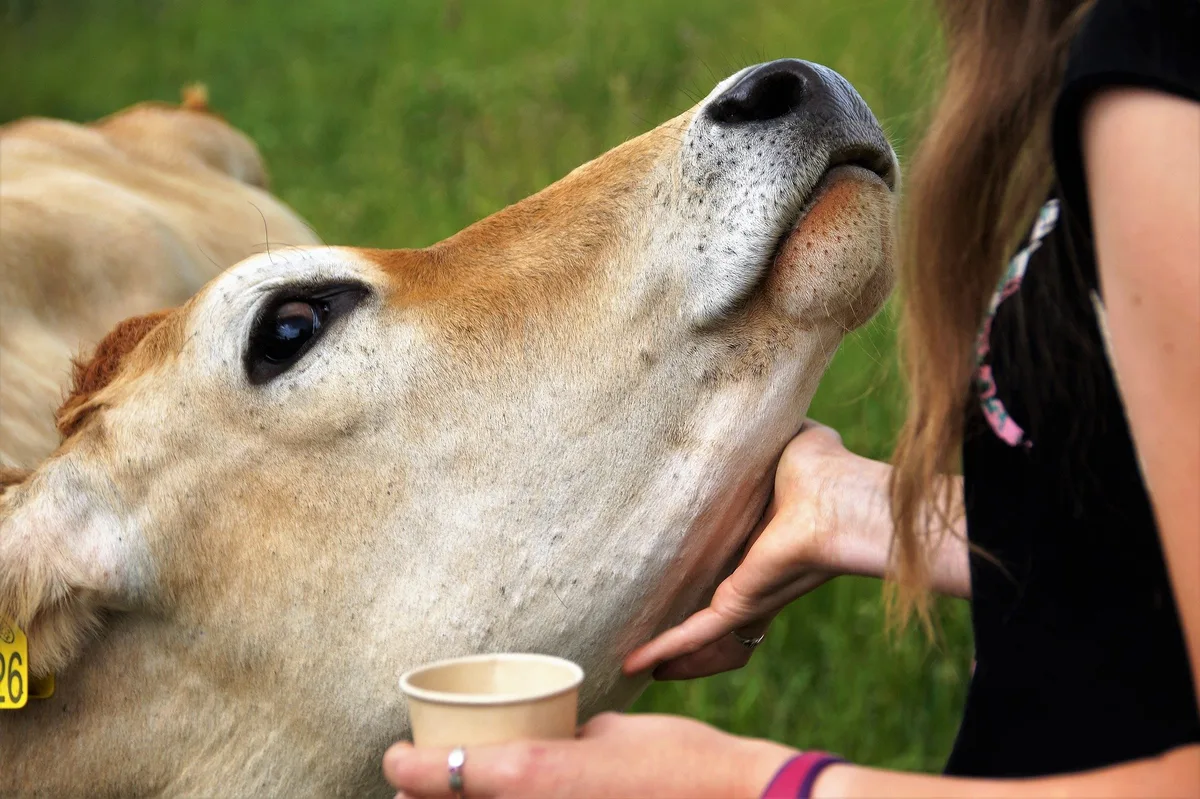 cow-gcac8370f0_1920 Eine neue Branchenorganisation für Betreuungsangebote auf dem Bauernhof wird gegründet