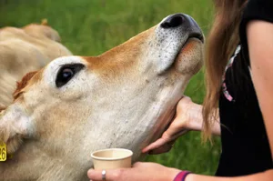 Tiergestützte Therapie ist eine von vielen Möglichkeiten für Betreuungsangebote auf dem Bauernhof.
