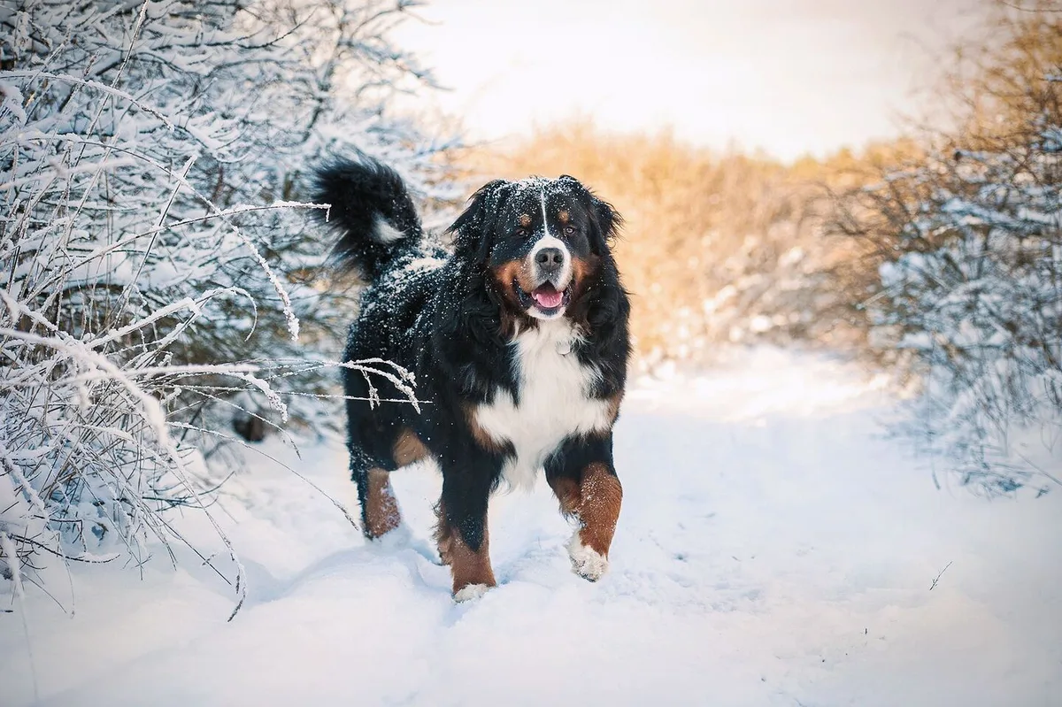 8fb380eb36530615d4204e82fe03a2962a864e757ab6975183074b724d6083ca Ein Berner Sennenhund steht im Schnee.