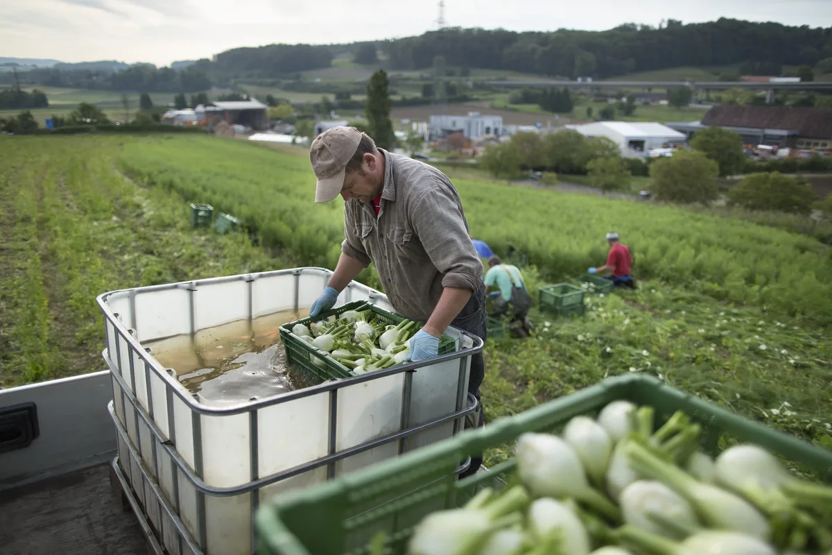 762023d0ac47da94bfda65c6f564ef57e1568a91 Solche Bilder sind in der Werbung für Schweizer Fenchel nicht zu sehen: Die polnischen Erntehelfer, die ihn von Hand ernten und waschen. (Bild Gaëtan Bally/Keystone)