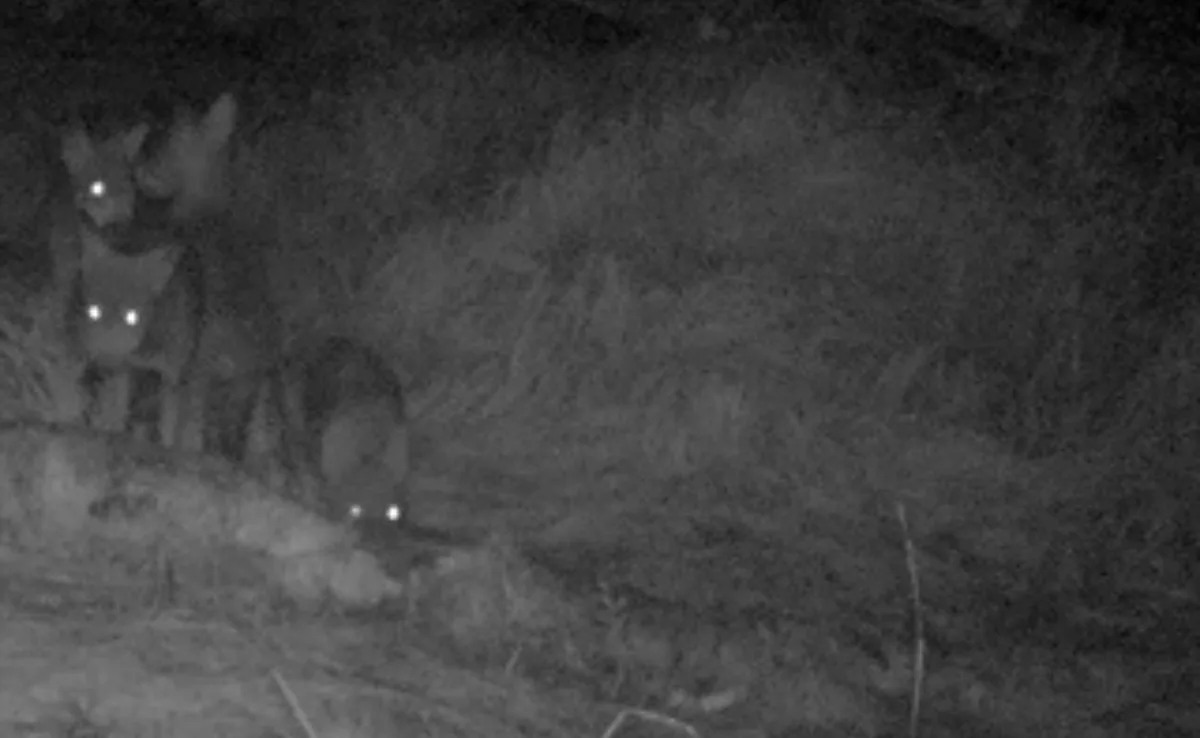 wolfswelpen_GR Die Bündner Wildhut erlegt einen Jungwolf beim Schafriss