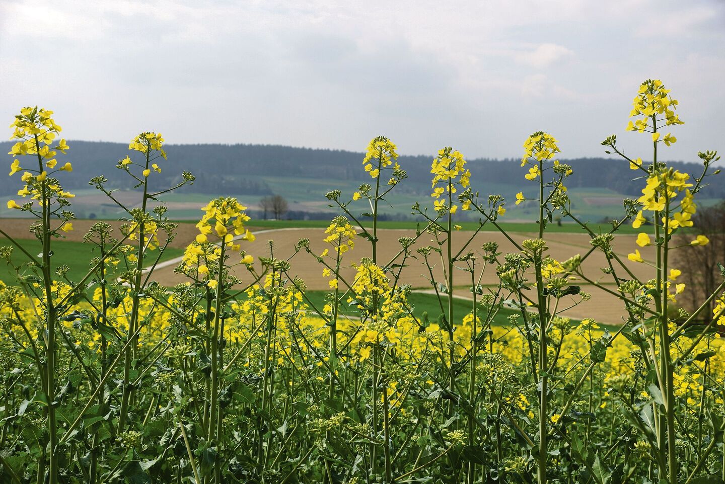 Agroscope forscht zwar nicht an neuen, inländischen Rapssorten – in Zukunft sollen aber auch für den biologischen Rapsanbau noch bessere Empfehlungen gemacht werden können.