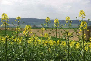 Agroscope forscht zwar nicht an neuen, inländischen Rapssorten – in Zukunft sollen aber auch für den biologischen Rapsanbau noch bessere Empfehlungen gemacht werden können.