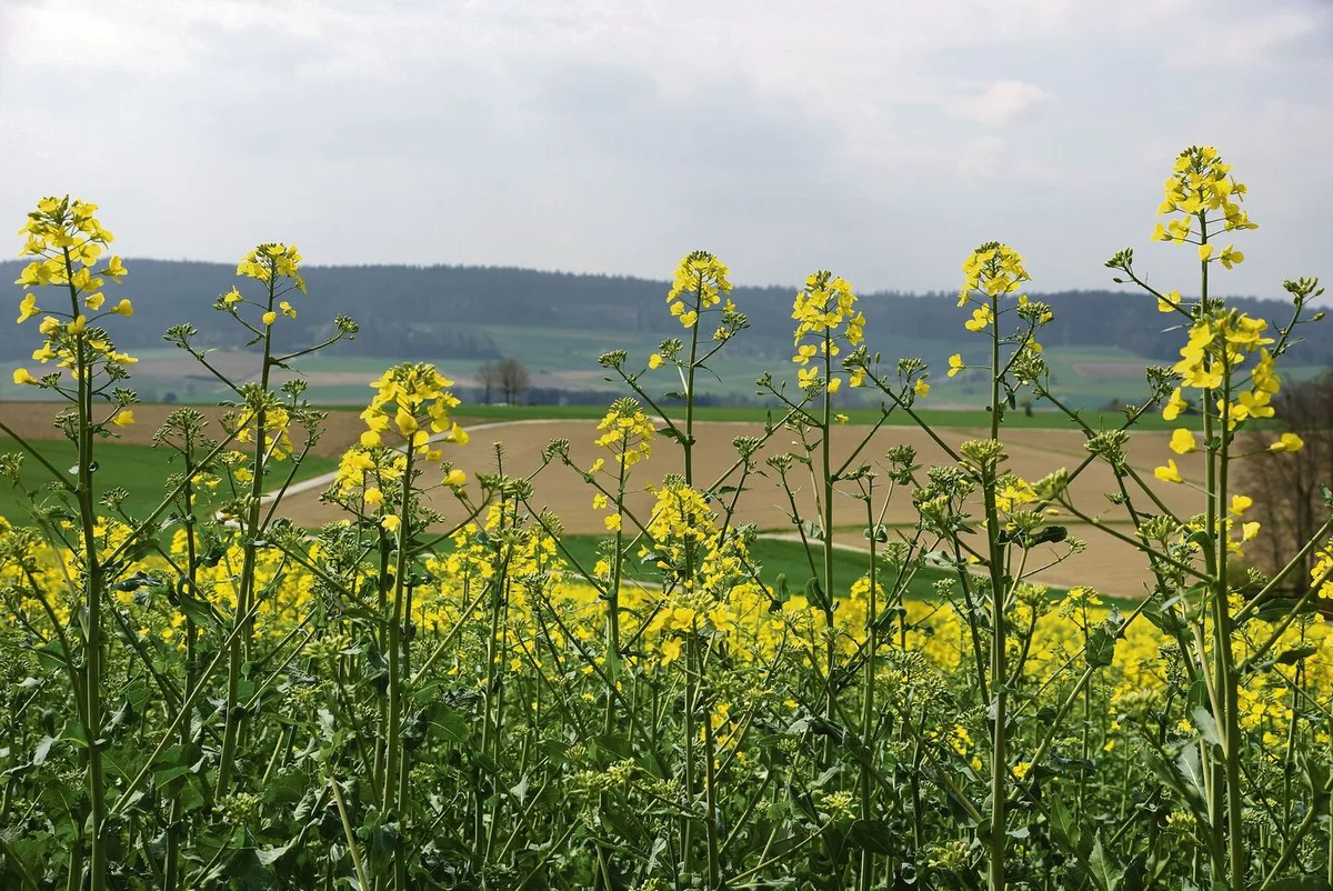 1543a0888b6bc0ef0597916a1d800c528c1b570c63c3041ba602ca28fb965502 Agroscope forscht zwar nicht an neuen, inländischen Rapssorten – in Zukunft sollen aber auch für den biologischen Rapsanbau noch bessere Empfehlungen gemacht werden können.